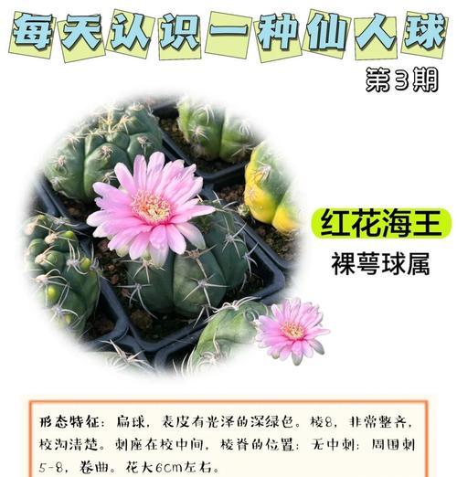 海堂花品种的分类？海堂花的繁殖和养护方法？