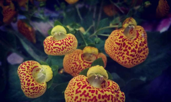 海堂花品种的分类？海堂花的繁殖和养护方法？