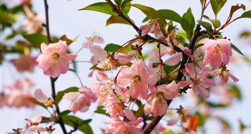 海堂花品种的分类？海堂花的繁殖和养护方法？