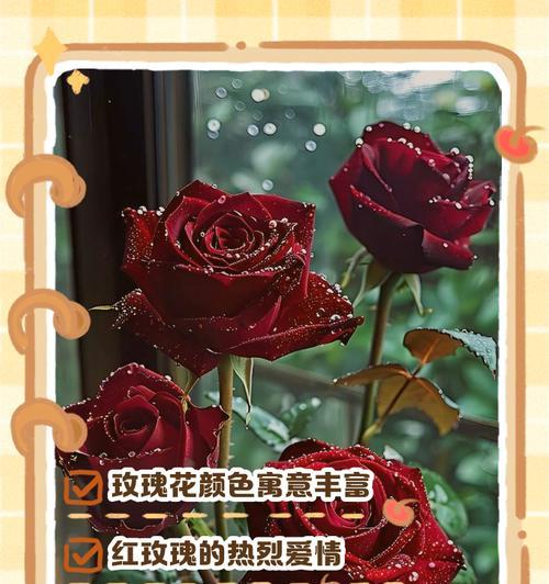 什么是玫瑰花语？玫瑰的不同颜色代表什么？