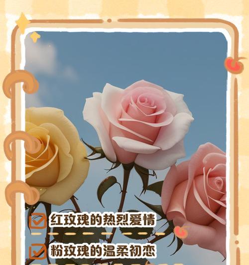 什么是玫瑰花语？玫瑰的不同颜色代表什么？