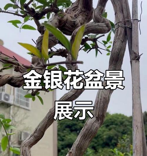 盆栽金银花修剪技巧？怎样修剪才能促进更多花开？