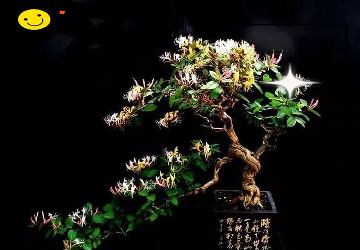 盆栽金银花修剪技巧？怎样修剪才能促进更多花开？