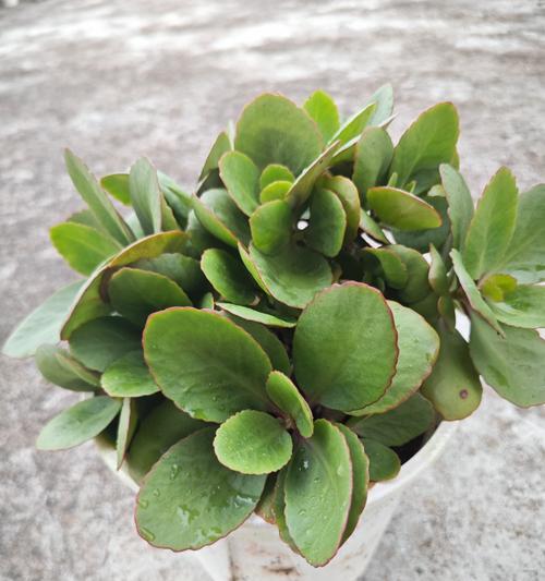 夏季的花有哪些？夏季开花植物的种类和特点是什么？