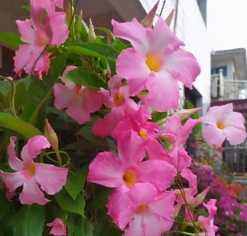 夏季的花有哪些？夏季开花植物的种类和特点是什么？