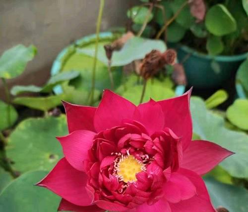 夏季的花有哪些？夏季开花植物的种类和特点是什么？