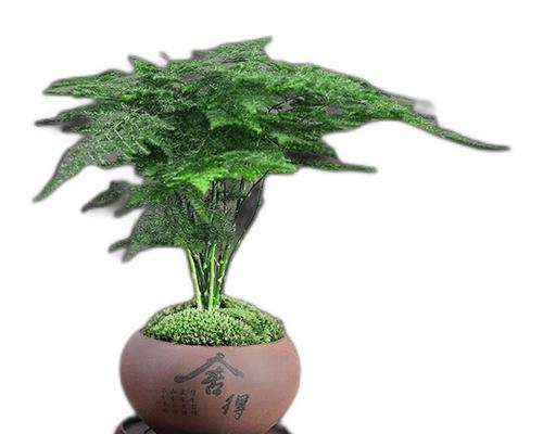 什么植物适合制作盆景？盆景植物的选择和养护方法有哪些？