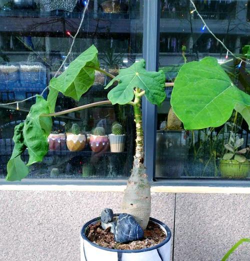 什么植物适合制作盆景？盆景植物的选择和养护方法有哪些？