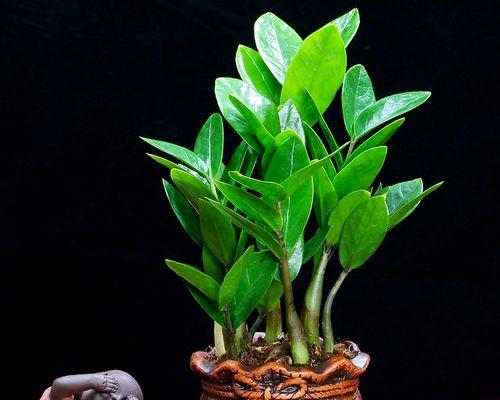 什么植物适合制作盆景？盆景植物的选择和养护方法有哪些？