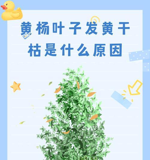 盆栽出现烂叶是什么原因？如何有效处理？