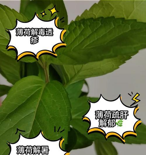 薄荷的繁殖方法有哪些？