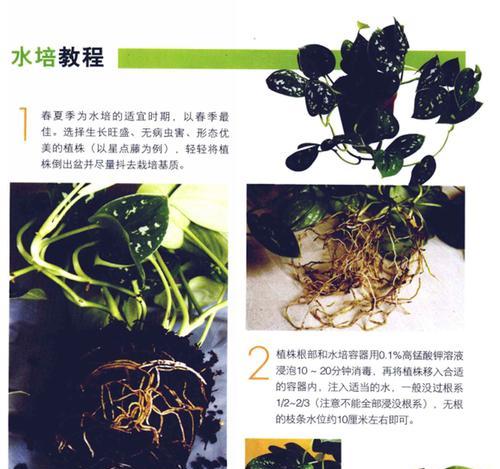 绿萝的培养方法是什么？绿萝如何繁殖和养护？