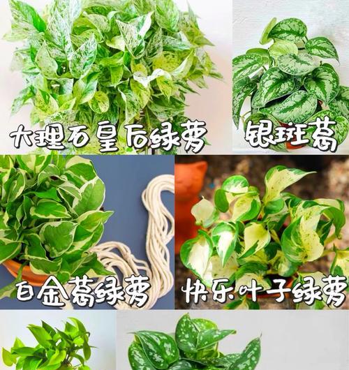 绿萝的培养方法是什么？绿萝如何繁殖和养护？
