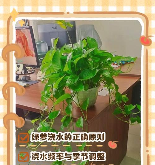 绿萝的培养方法是什么？绿萝如何繁殖和养护？