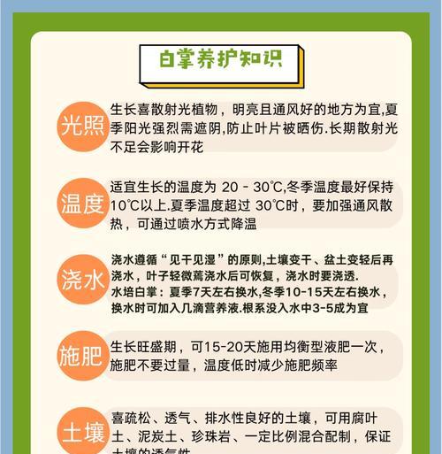 白掌冬季养护的注意事项是什么？怎样过冬？