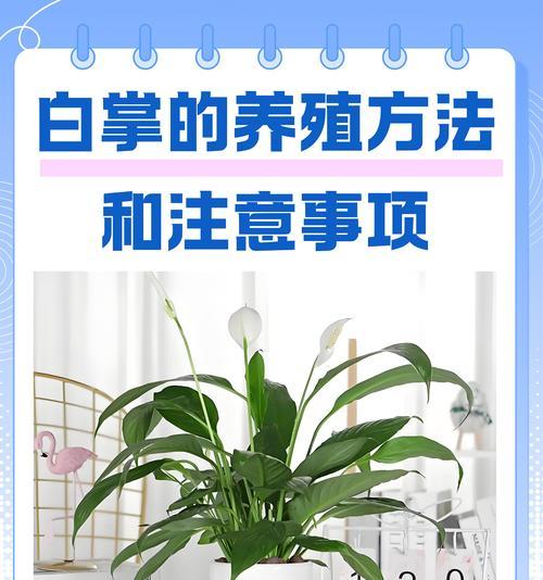 白掌冬季养护的注意事项是什么？怎样过冬？