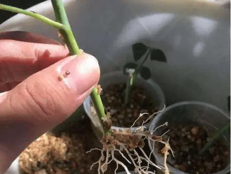 扦插植物方法是什么？扦插植物需要注意哪些事项？