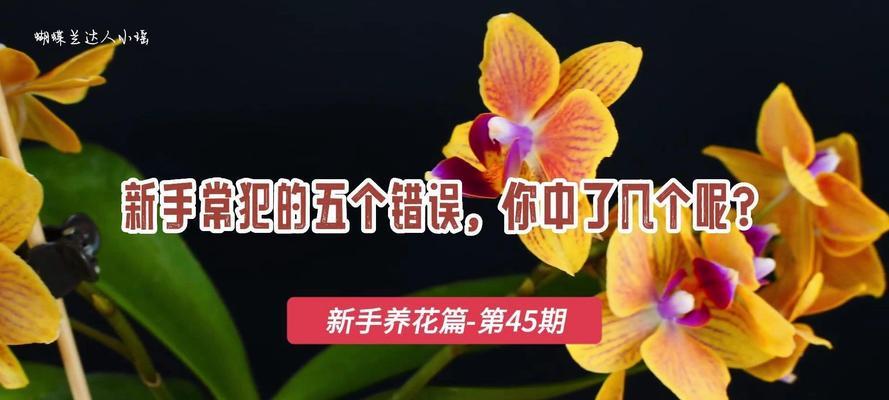 蝴蝶兰种植需要注意什么？如何保证蝴蝶兰的成活率？