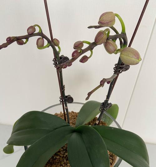 蝴蝶兰种植需要注意什么？如何保证蝴蝶兰的成活率？