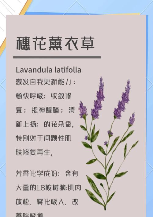 薰衣草的修剪方法是什么？薰衣草修剪需要注意哪些问题？