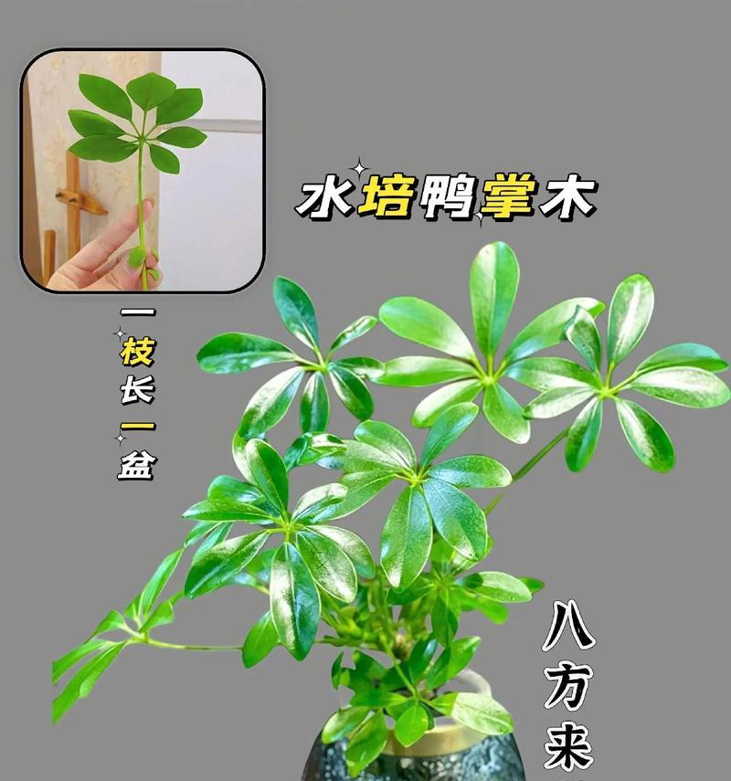鹅掌柴适合什么样花盆？如何选择合适的花盆？