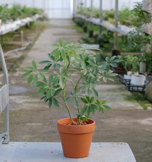 鹅掌柴适合什么样花盆？如何选择合适的花盆？