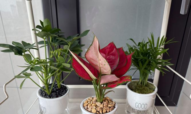 鹅掌柴适合什么样花盆？如何选择合适的花盆？