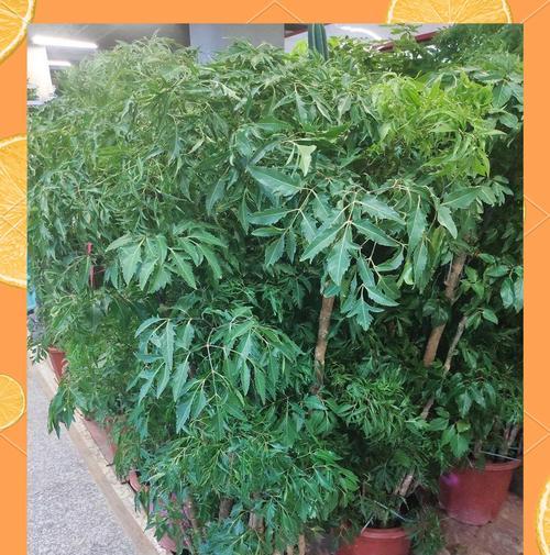 福禄桐养护方法有哪些？