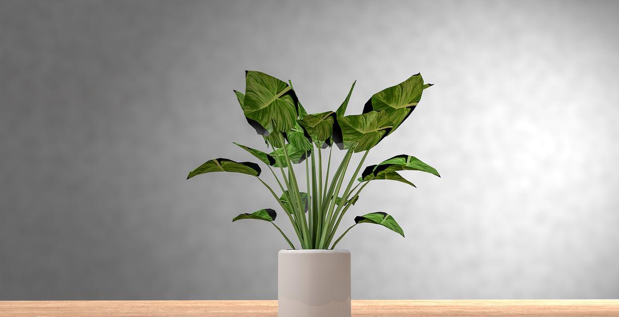 家庭植物养护的常见问题？