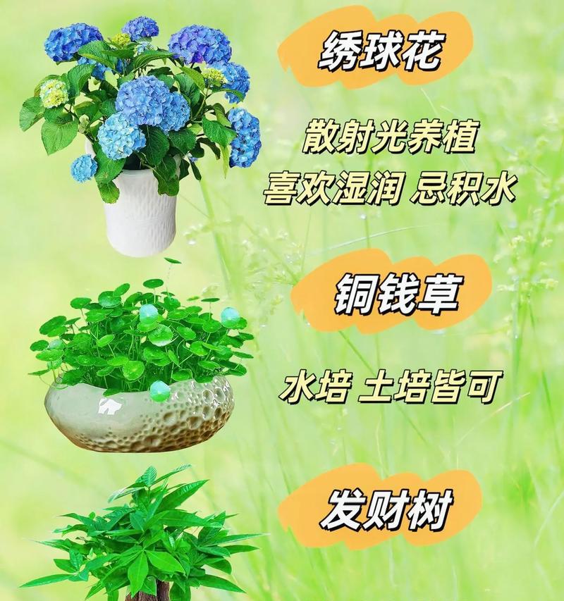 家庭植物养护的常见问题？
