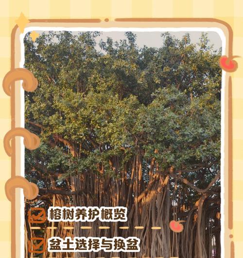 榕树浇水技巧是什么？如何正确给榕树浇水？