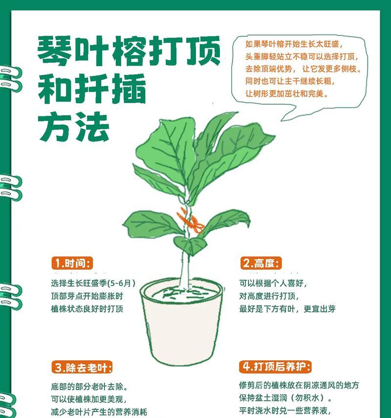 榕树浇水技巧是什么？如何正确给榕树浇水？