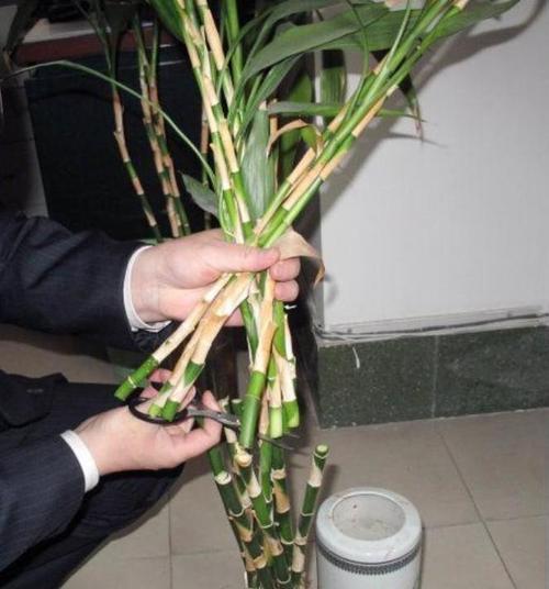 开运竹修剪技巧有哪些？怎样促进其分枝？