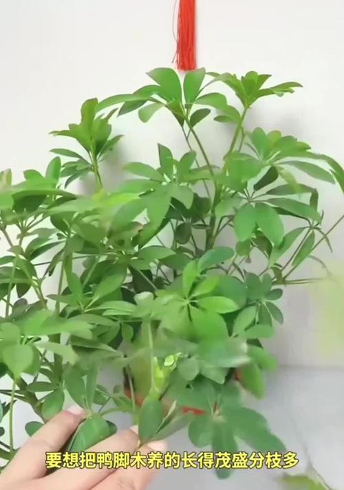 鸭脚木养护的常见问题及解决方法是什么？