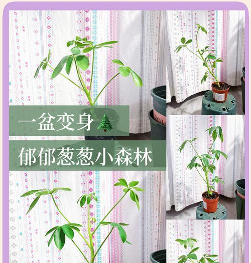 鸭脚木养护的常见问题及解决方法是什么？