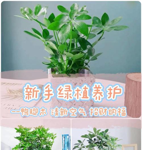 鸭脚木养护的常见问题及解决方法是什么？