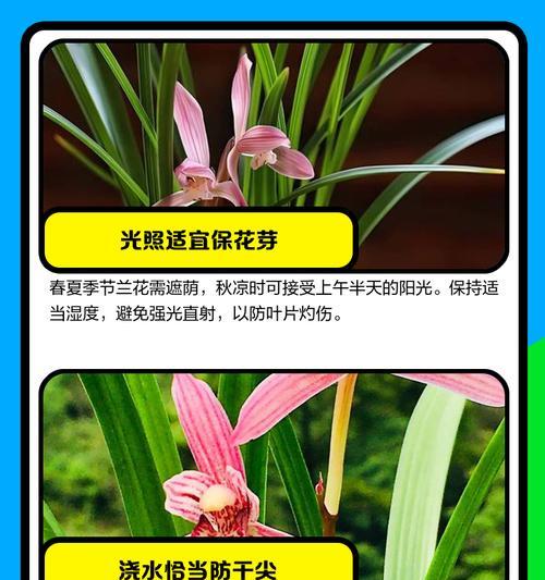 新栽兰花的正确养护步骤是什么？