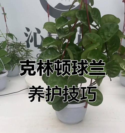 球兰繁殖的技巧和步骤有哪些？