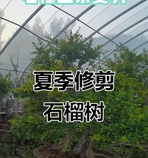 石榴树盆栽修剪的最佳时机是什么？