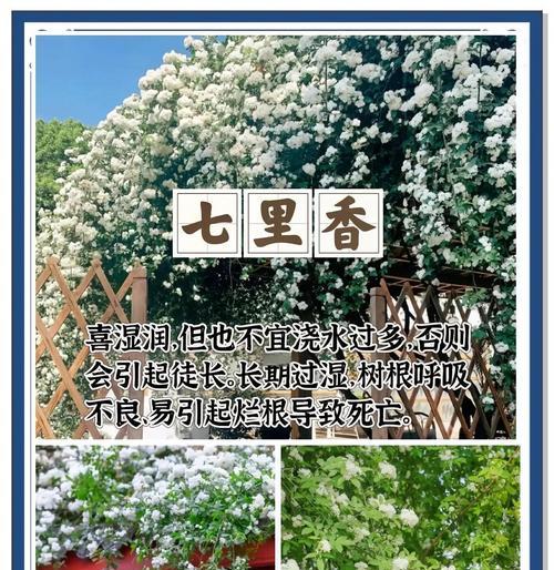 驱蚊草繁殖方法有哪些？怎样快速繁殖驱蚊草？