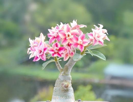种植花卉时哪种花盆最为合适？