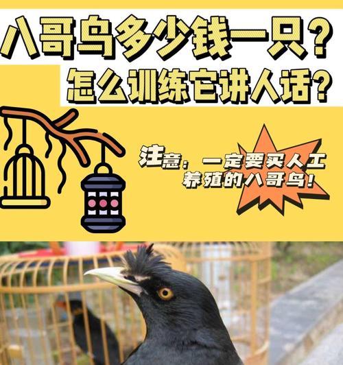 小红嘴鸟的饲养方法有哪些？