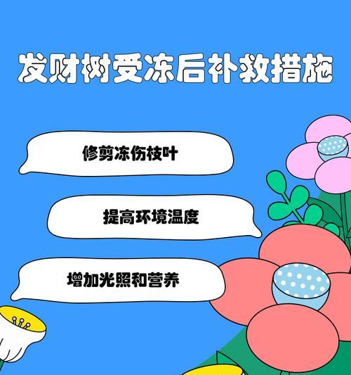 发财树树干腐烂怎么处理？预防措施有哪些？