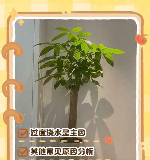 发财树树干腐烂怎么处理？预防措施有哪些？