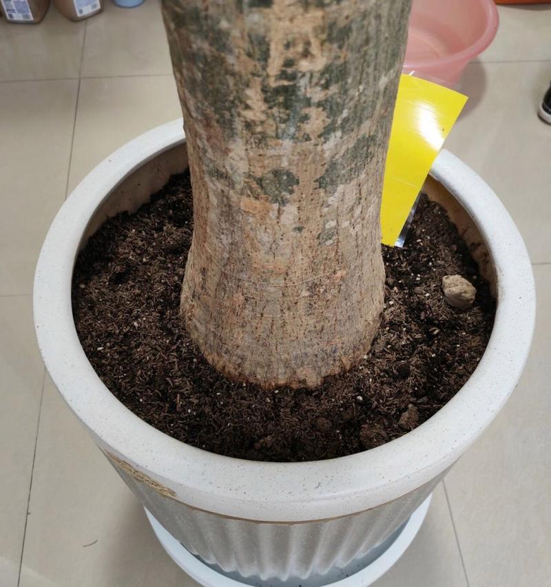 发财树树干腐烂怎么处理？预防措施有哪些？