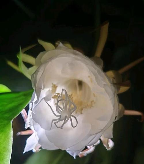 昙花开花的条件是什么？