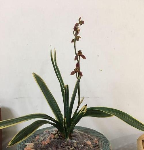 墨兰有哪些品种？墨兰的主要品种有哪些？