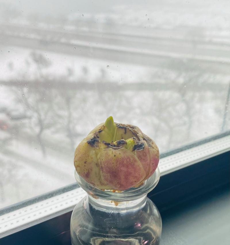 水培百合花怎么养？有哪些注意事项？