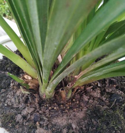 球根兰花有哪些？球根兰花的养护方法是什么？