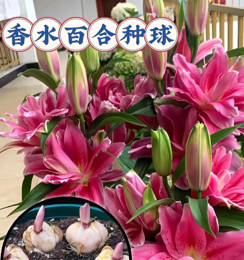 球根兰花有哪些？球根兰花的养护方法是什么？